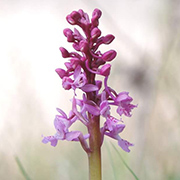 Entorno natural del Camping Conejeras