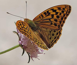 Entorno natural del Camping Conejeras