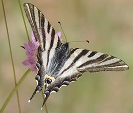 Entorno natural del Camping Conejeras